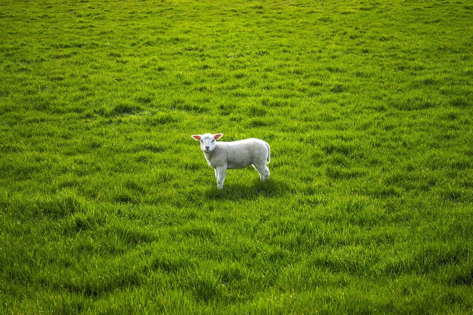 www.christiantimes.cn-sheep-2219836_960_720.jpg